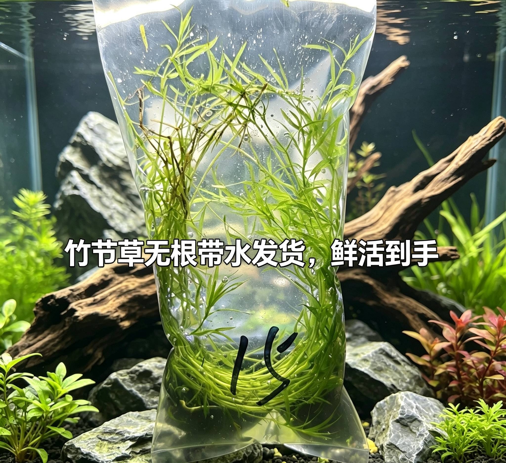 (拍一送一)印度竹节草水草金鱼藻组合植物鱼缸水族箱造景活体