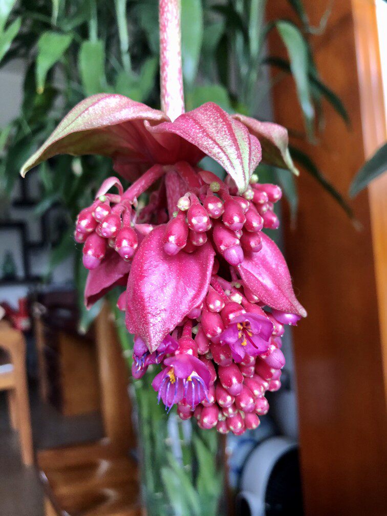 进口木质化宝莲灯花盆栽花卉绿植室内客厅办公室高档花