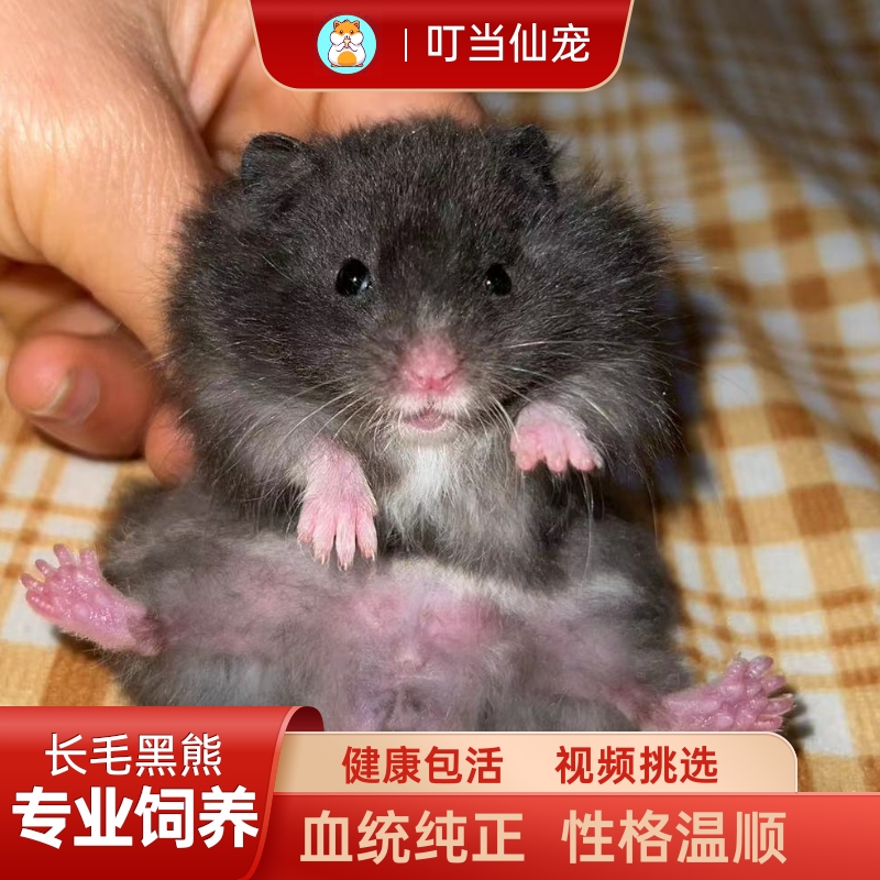 家养性格温顺超级可爱的长毛黑熊金丝熊仓鼠活物已打疫苗小宠物