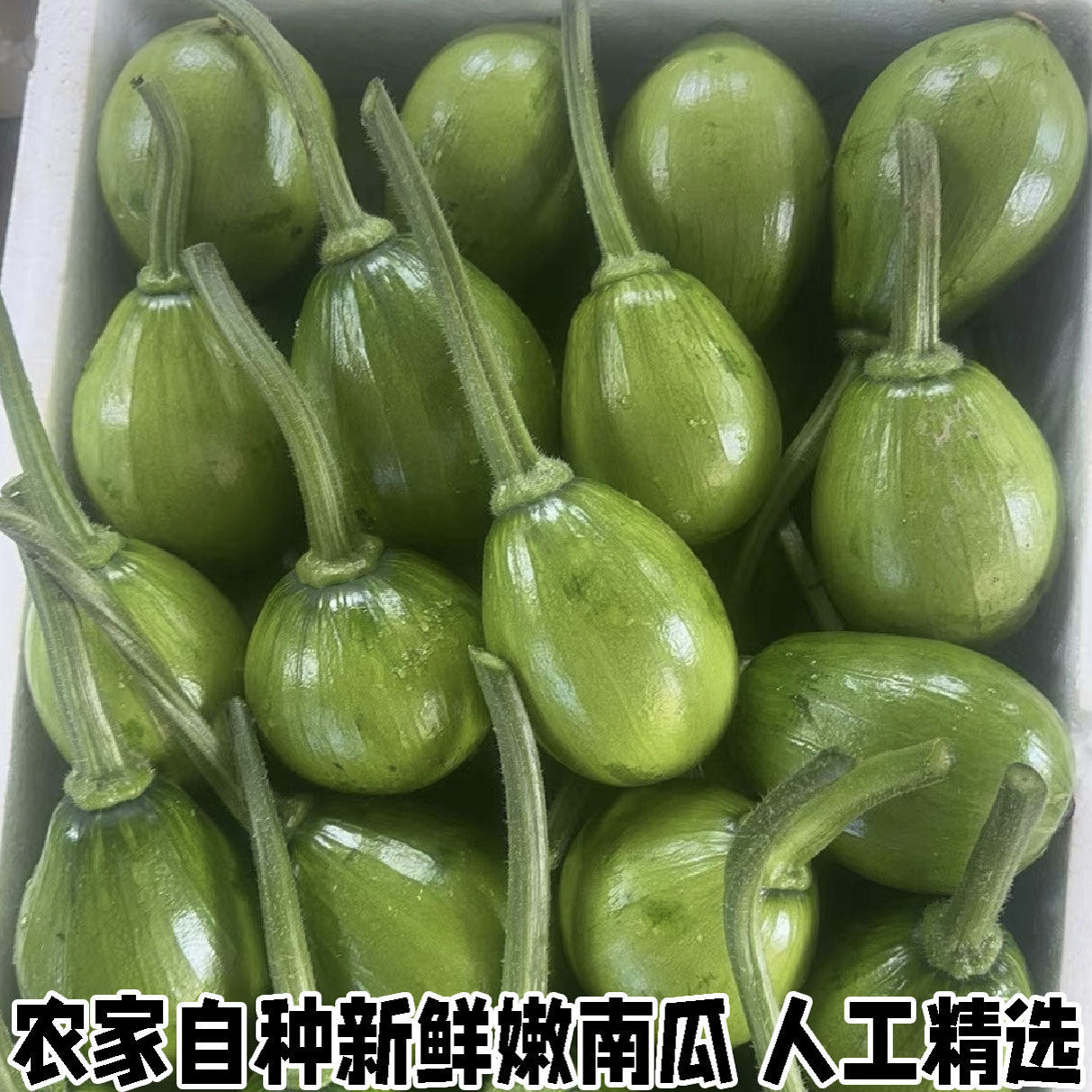 新鲜嫩南瓜湖北宜昌特产小南瓜 南瓜仔农家自种应季新鲜蔬菜瓜果
