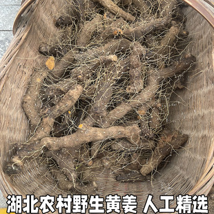 湖北宜昌黄姜种盾叶薯蓣新鲜生火头根农村土特产野黄姜火藤根包邮