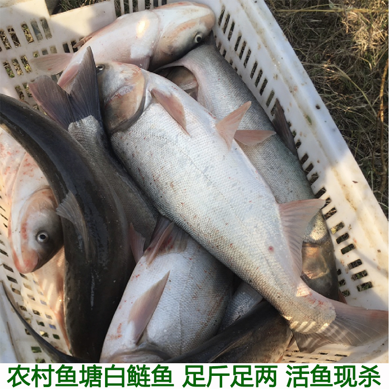 农村鱼塘自养白鲢鱼鲢鳙鲢子淡水鱼水鲢跳鲢整条鱼水鲢活鱼现杀
