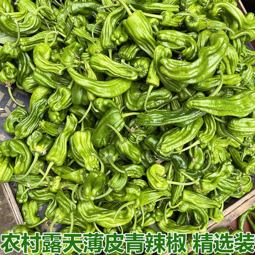 农村露天蔬菜虎皮薄皮青椒