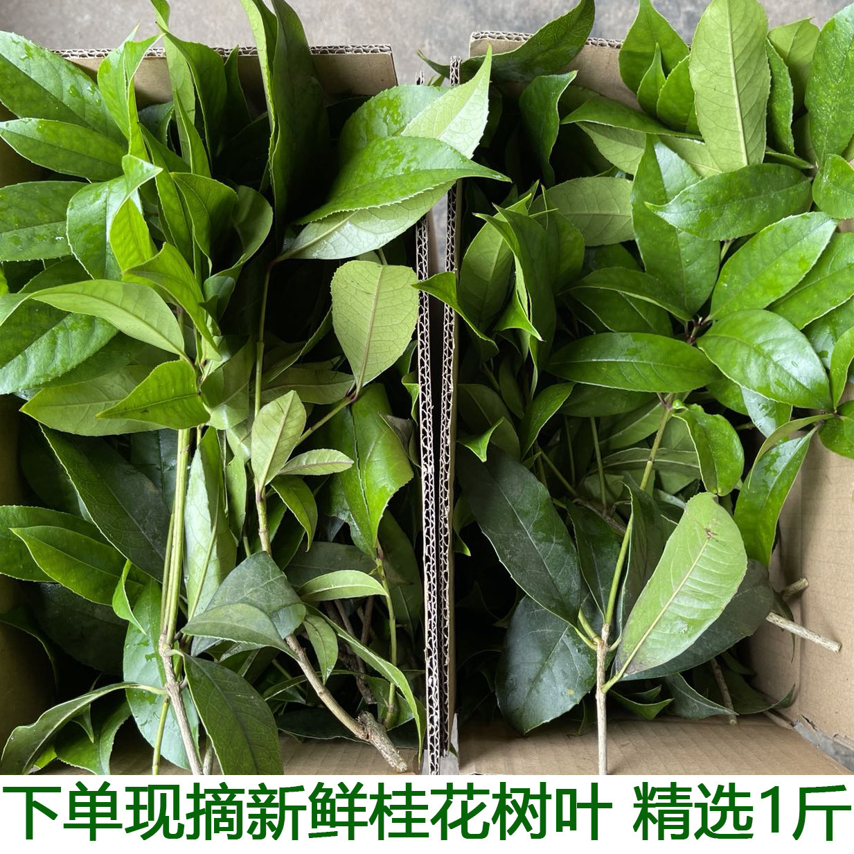 新鲜桂花树叶现摘带枝发货绿色桂花叶真树叶手工树叶包邮
