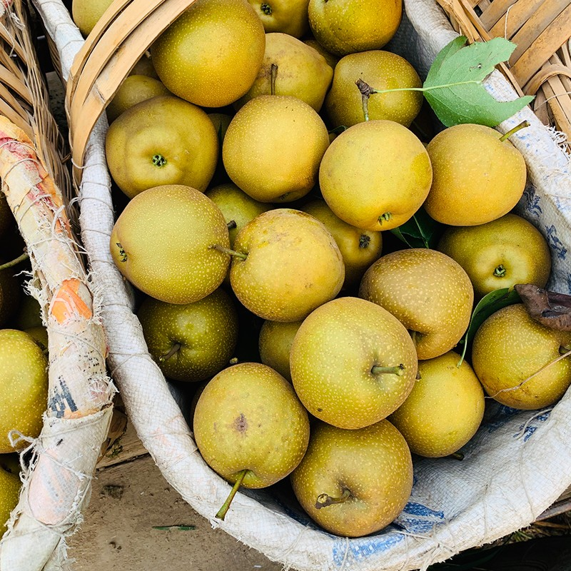 湖北现摘新鲜黄花梨子脆甜薄皮多汁无渣沙梨应季水果梨子5/9斤