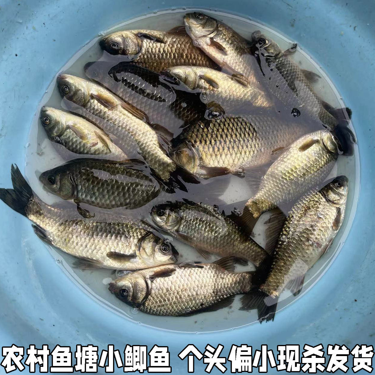 农村鱼塘自养小鲫鱼现杀现发