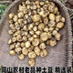 正宗恩施小土豆马尔科新鲜黄心小土豆粉糯马铃薯高山土豆烧烤洋芋