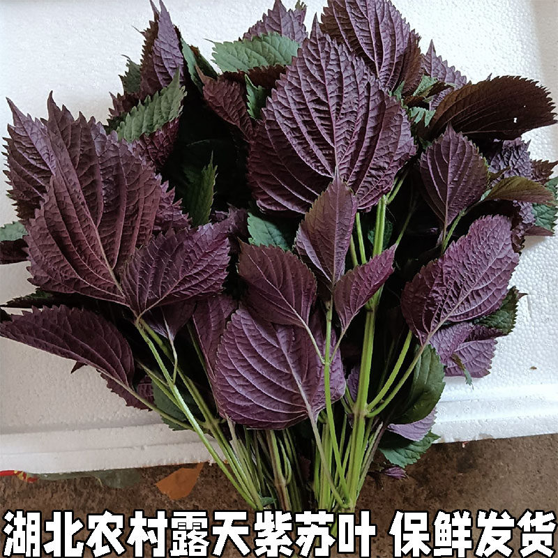 湖北新鲜现摘紫苏叶带杆新鲜食用紫全叶紫苏叶无长杆可食用苏子叶,水产肉类/新鲜蔬果/熟食,其它,淘宝优惠券,粉丝福利购,淘宝优惠卷