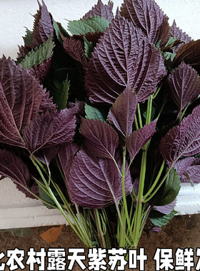 湖北新鲜现摘紫苏叶带杆新鲜食用紫全叶紫苏叶无长杆可食用苏子叶