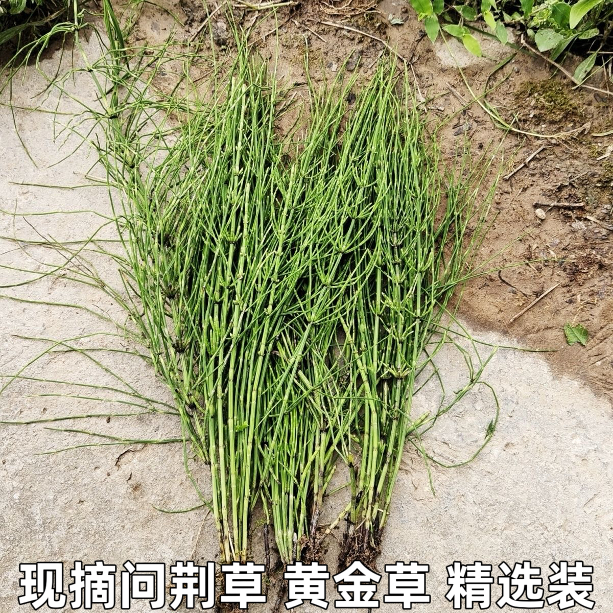新鲜问荆草吸金草黄金草农村现摘