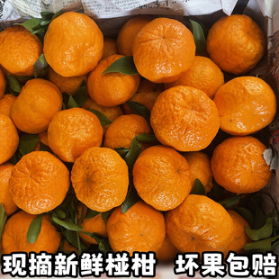 正宗湖北宜昌椪柑新鲜芦柑橘子桔子青皮椪柑当季水果整箱碰柑包邮