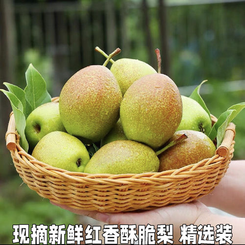 香梨梨子新鲜水果红香酥梨新脆梨七号当季整箱5斤青雪酥梨包邮
