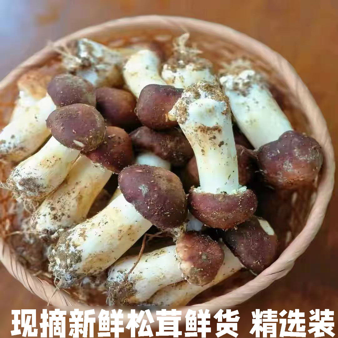 新鲜赤松茸蔬菜菌菇大球盖菇红姬松茸煲汤香菇现采现发鲜松茸