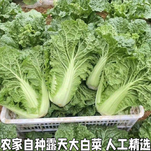 农家自种大白菜青菜绿叶菜白菜新鲜软叶白菜新鲜青杂散叶白菜叶