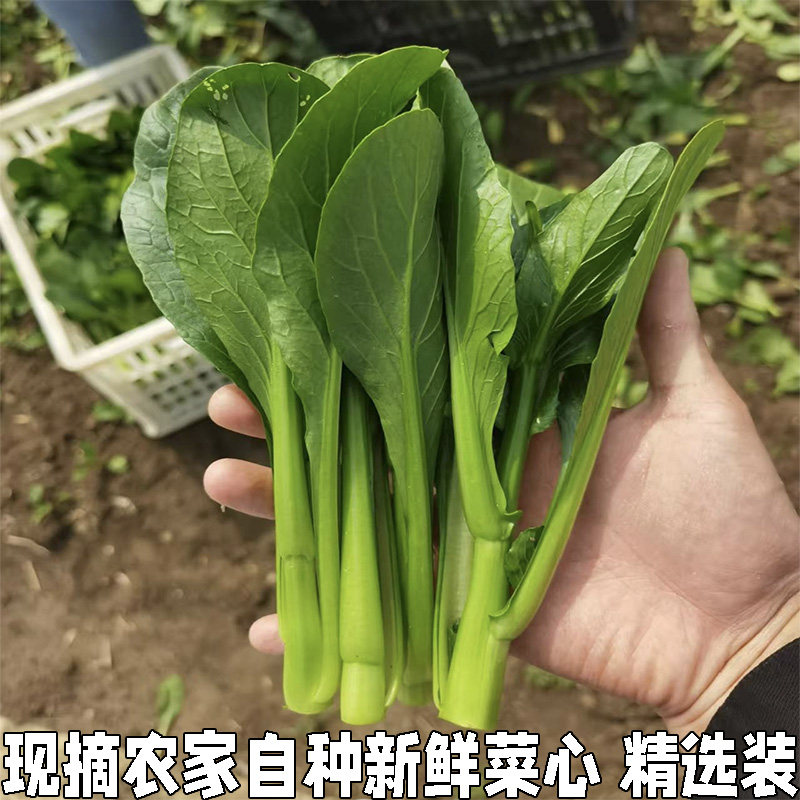 菜心新鲜菜心仔小菜正宗菜心苗菜杆菜苔小青菜生吃即食蔬菜菜心苗