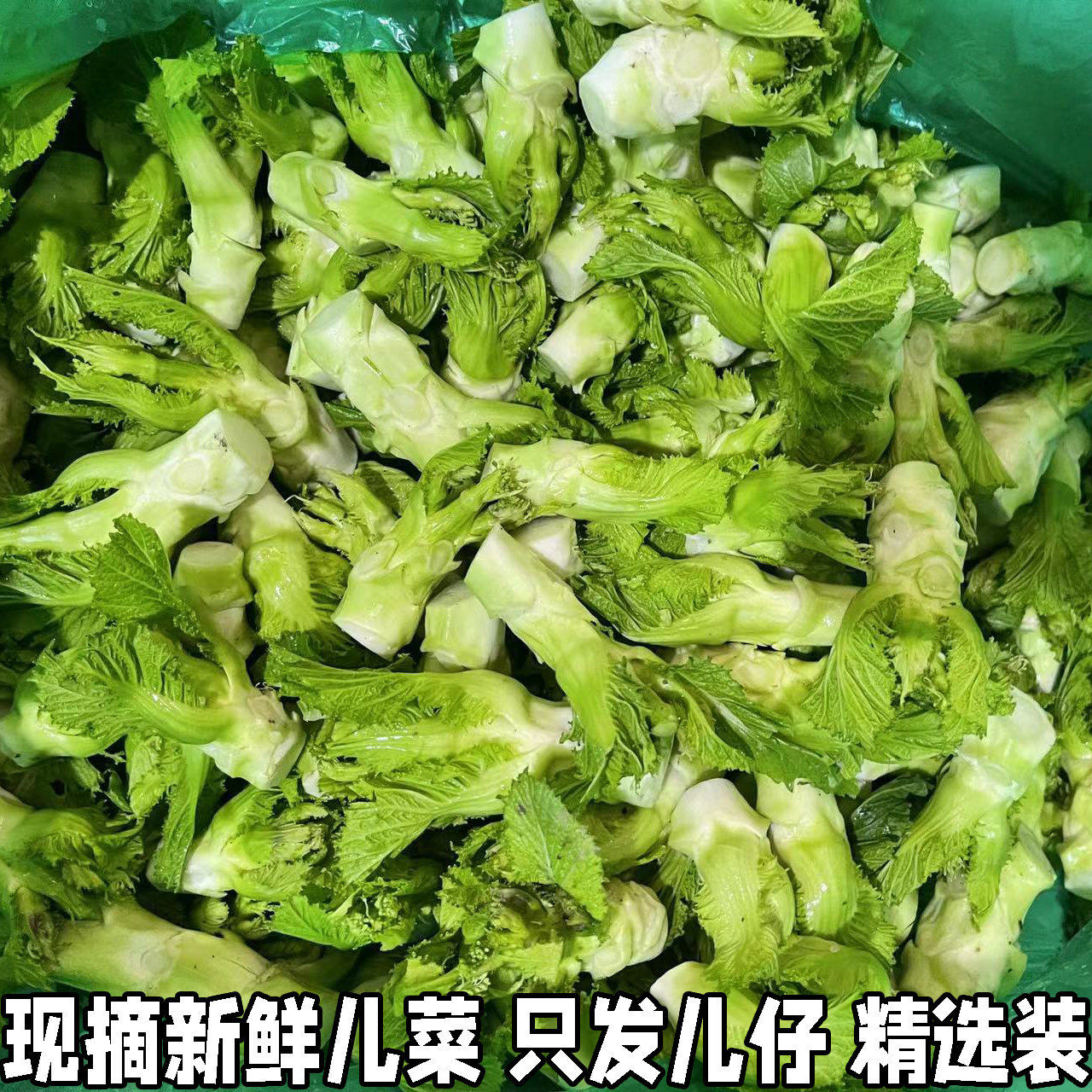湖北新鲜儿菜食用时令新鲜农家自种娃娃菜整颗抱儿菜泡菜原料包邮