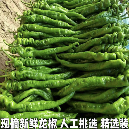 湖北农家现摘新鲜龙椒长螺丝椒