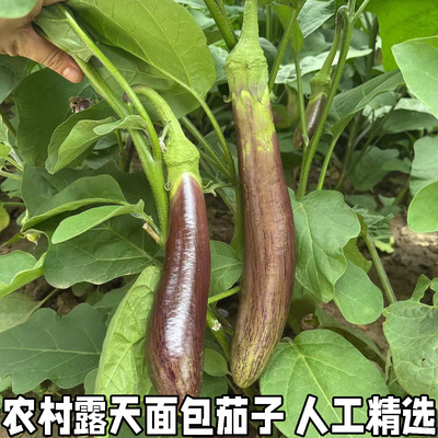 农家露天长茄子面包茄子烧烤食材