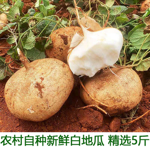 湖北宜昌现挖凉薯新鲜土瓜农家白地瓜沙葛根番薯5斤包邮