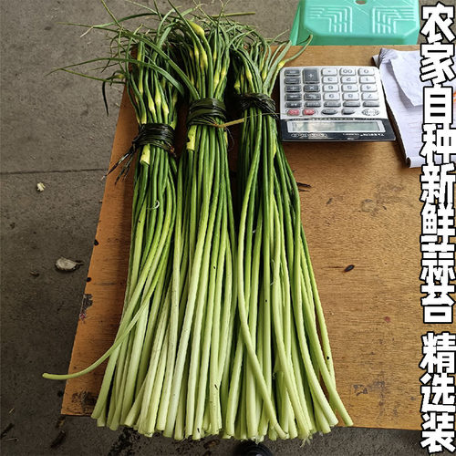 嫩蒜薹蒜头蒜毫蒜薹青蒜苗