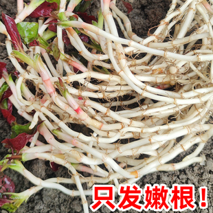 四川折耳根3斤新鲜鱼腥草现挖野生猪鼻孔嫩根带叶子贵州农家特产