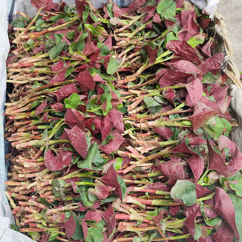 四川新鲜鱼腥草叶子现摘折耳根鱼嫩根嫩叶当季时令蔬菜凉拌猪鼻孔