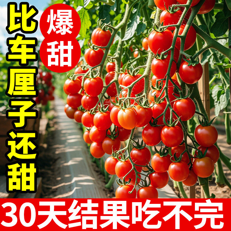 瀑布番茄种子水果樱桃小千