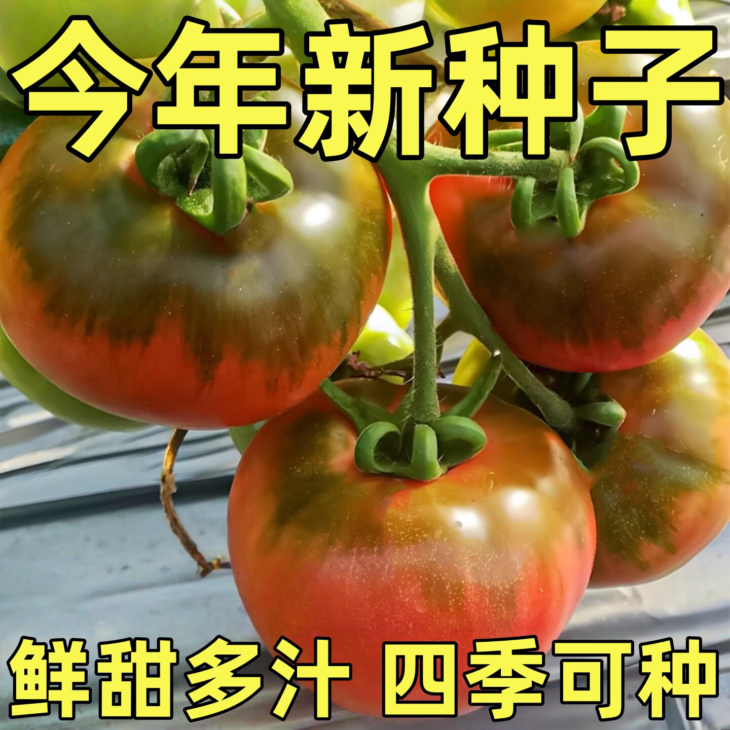 草莓番茄种子西红柿籽四季