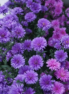 翠菊花种籽子庭院好养易活花四季播种孑开花室外洋甘菊小雏菊