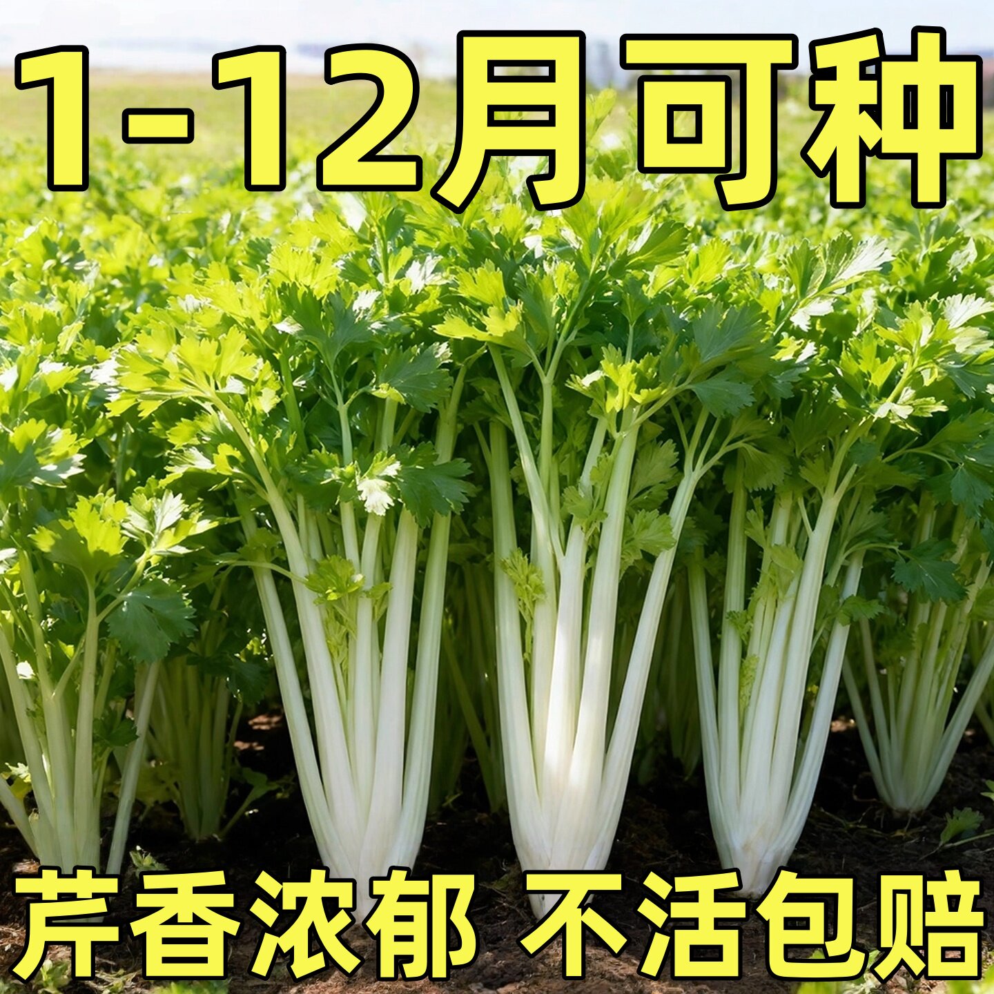 四季白芹菜种籽川杆梗孑本