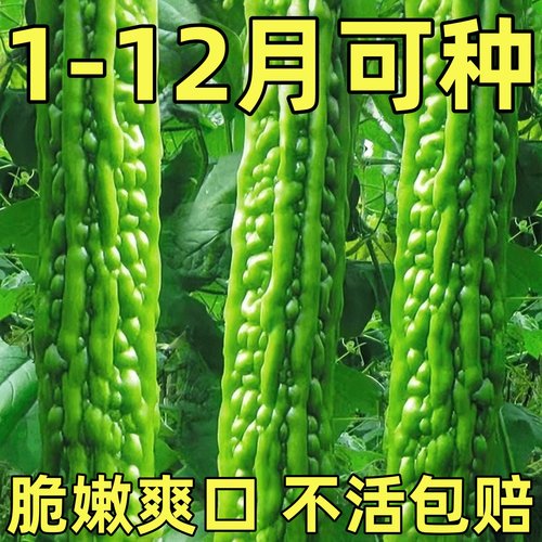 翠绿苦瓜种子特大四季阳台