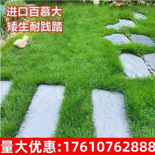 矮生百慕大草籽绿化草坪草子耐旱耐践踏庭院四季常青高档草皮种子