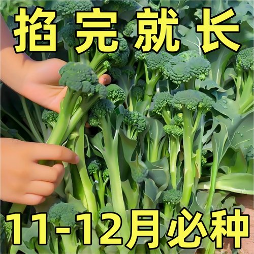 西兰苔种子高产洋芥籽小蓝