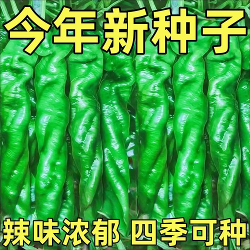 辣椒种子苗高产特大陇巨螺
