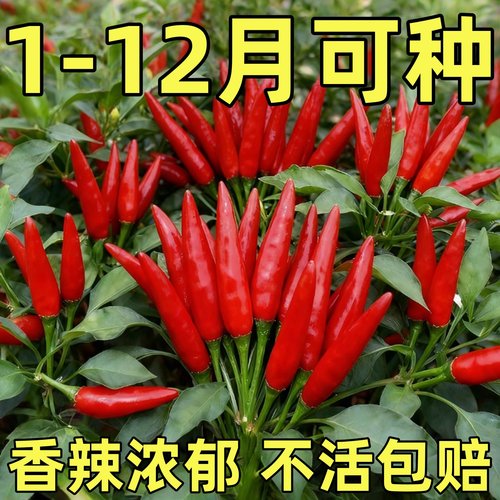 小米辣椒种子大全朝天四季