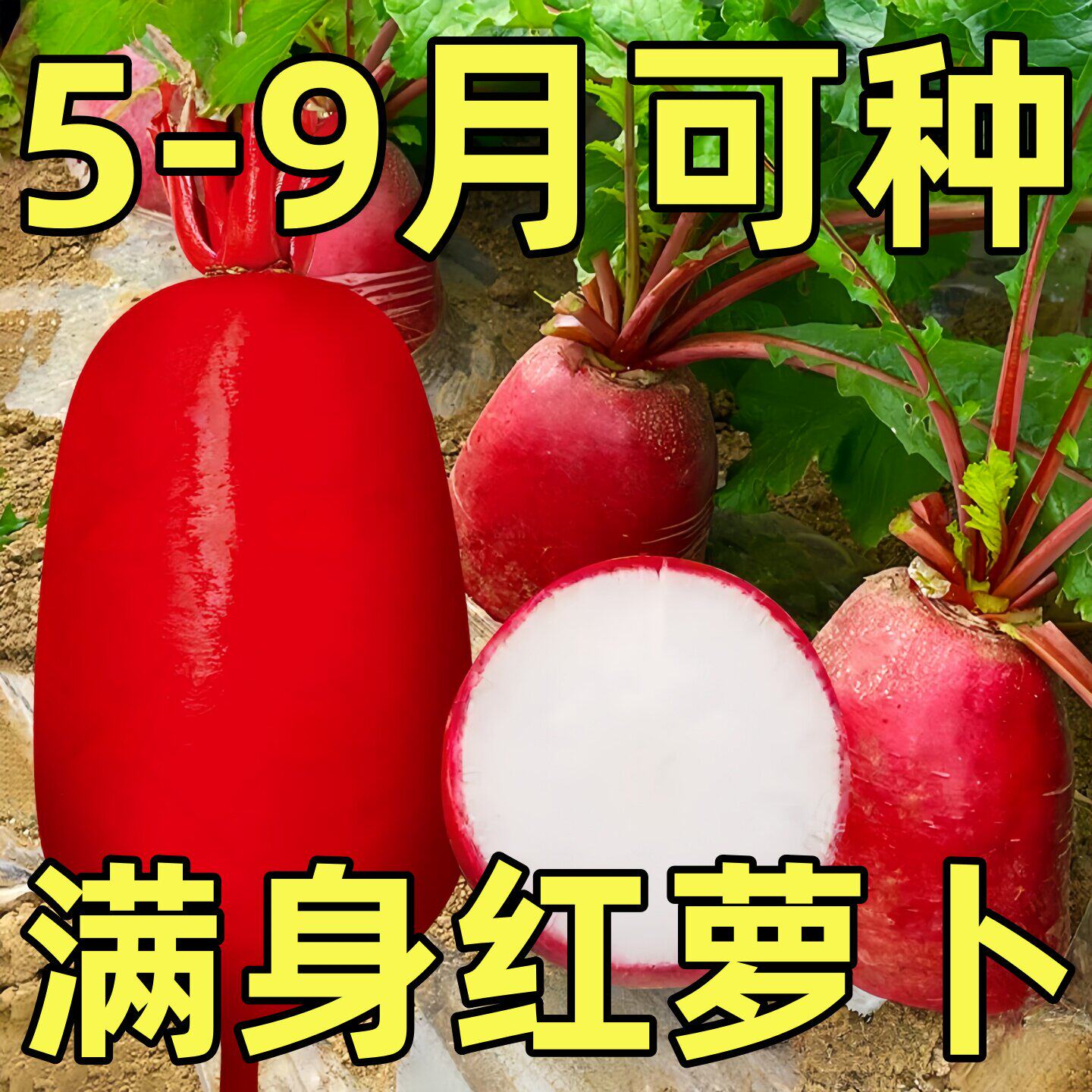 满身红水果萝卜种子蔬菜种子红皮白肉萝卜种籽春季夏季秋季四季播