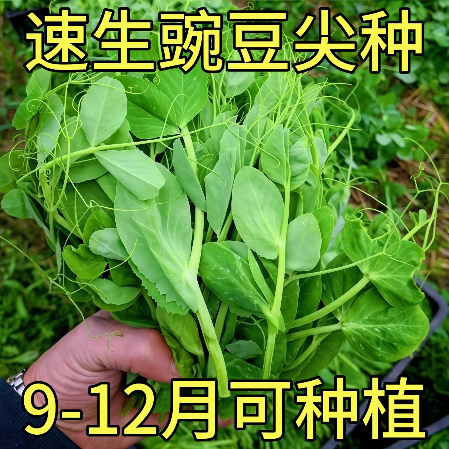豌豆尖种子四季种植无须豌豆苗可水培土培阳台盆栽龙须荷兰豆种籽