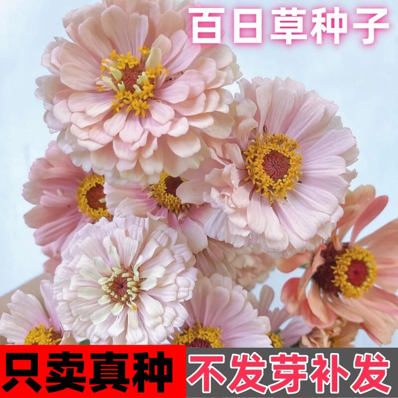 矮杆重瓣百日草花种籽子四图片