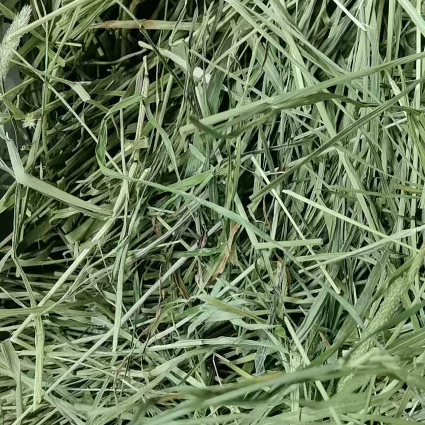 26年岷县新烘干提摩西草碎5斤装兔兔龙猫豚鼠干草宠物饲料