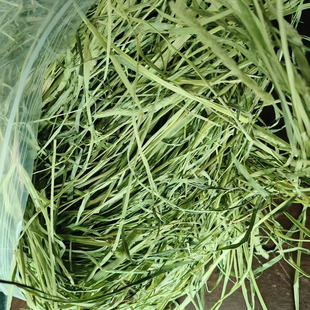 25年精品晒干头茬提摩西草豚鼠荷兰猪龙猫兔粮高纤维促排毛整草