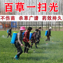草甘磷环泰铜除草烂根剂一扫光三年不长草强力除草根药专用烂根粉