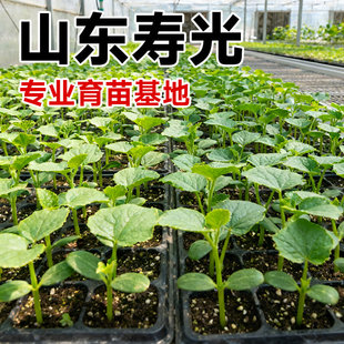 黄瓜苗秧老品种带土山东寿光新鲜四季盆栽蔬菜孑高产水果黄瓜种子
