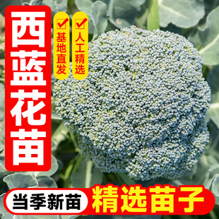 西兰花苗秧苗四季阳台盆栽本地优质西兰花苗子西兰花苗秧苗