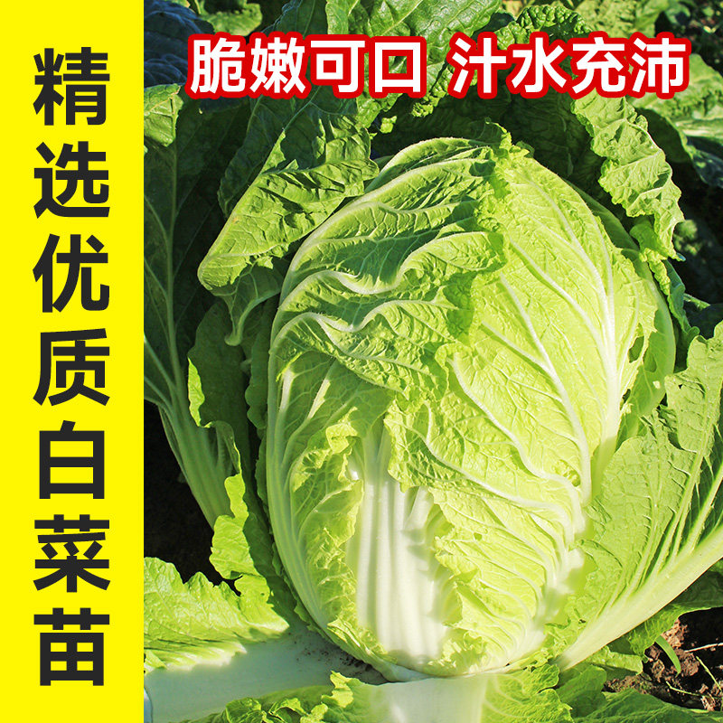 大白菜秧苗种子带土早熟速生四季阳台盆栽寿光老品种黄心奶油白菜,鲜花速递/花卉仿真/绿植园艺,种苗/半成品盆栽,淘宝优惠券,粉丝福利购,淘宝优惠卷