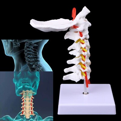 Medical props model Free postage Cervical Vertebra Arteria S