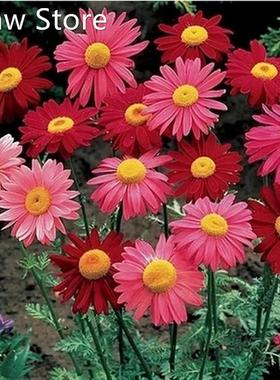 Brief 1 Pack 50 Seeds Pyrethrum Seed Flower Garden Plant See