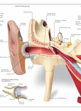 Vintage Humcan Anatomy Ecyl1opedia Poster Eaye Clsnsic Canva