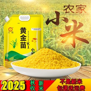 占泉2025年东北朝阳黄小米金苗K1小米5斤装