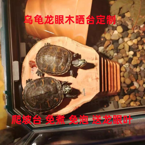乌龟龙眼木晒台造景摆件
