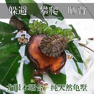 乌龟晒台免煮龙眼木水质净化龟缸龟用品高水位浮岛龟台晒背台